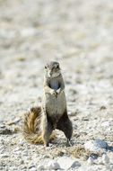 Image of Cape Ground Squirrel