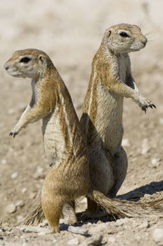 Image of Cape Ground Squirrel