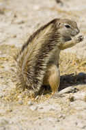 Image of Cape Ground Squirrel