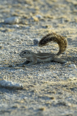 Image of Cape Ground Squirrel