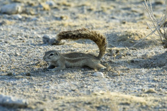 Слика од Xerus inauris (Zimmermann 1780)