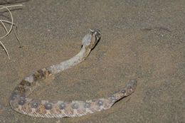 Image of Horned Adder