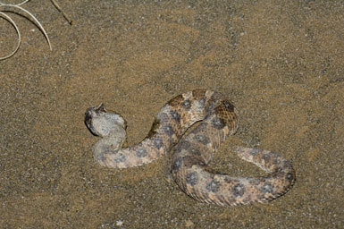 Image of Horned Adder