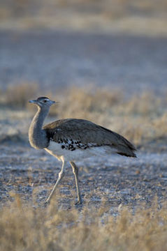 Image of Kori Bustard