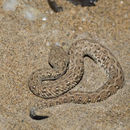 Image of Dwarf Puff Adder