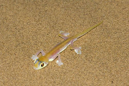 Image of Namib Sand Gecko