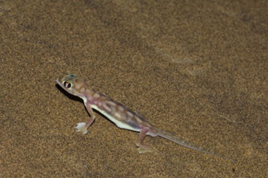 Image of Namib Sand Gecko