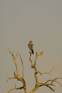 Image of Pale Chanting Goshawk