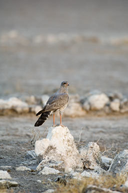 Image of Pale Chanting Goshawk