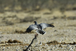 Image of Pale Chanting Goshawk