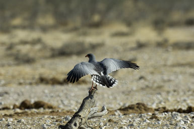 Image of Pale Chanting Goshawk