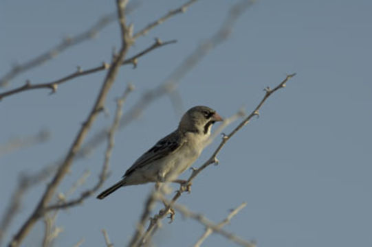 Image de Moineau à front écaillé