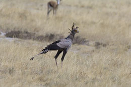 Image of Secretarybird