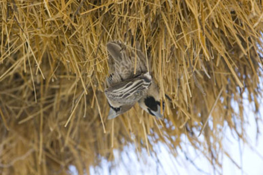 Image de Moineau-tisserin sociable