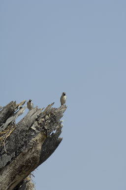 Image de Moineau-tisserin sociable