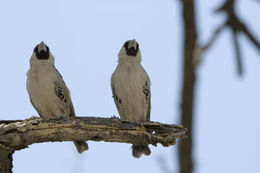 Image de Moineau-tisserin sociable