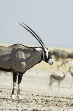 Imagem de Oryx gazella (Linnaeus 1758)