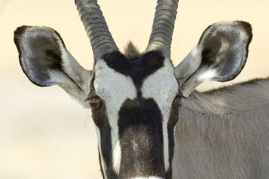 Image of Gemsbok