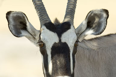 Imagem de Oryx gazella (Linnaeus 1758)