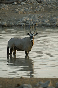 Image of Gemsbok