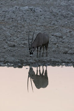 Image of Gemsbok