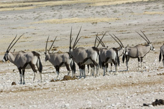 Image of Gemsbok