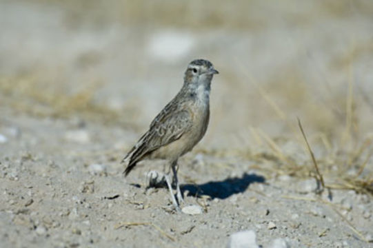 Image of Spike-heeled Lark