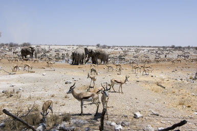 Image of Cape Springbok