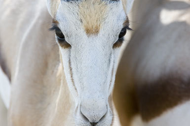 Image of Cape Springbok