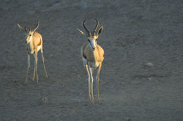 Image of Cape Springbok