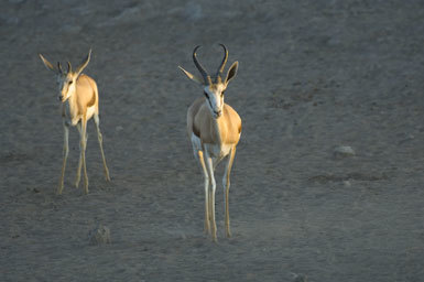 Image of Cape Springbok