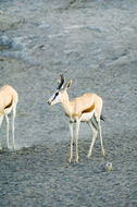 Image of Cape Springbok