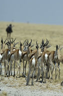 Image of Cape Springbok