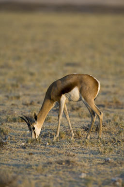 Image of Cape Springbok