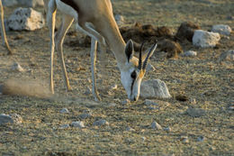 Image of Cape Springbok
