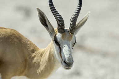 Image of Cape Springbok