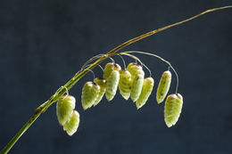 Image of big quakinggrass