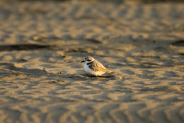 Слика од Charadrius nivosus (Cassin 1858)