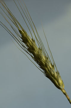 Imagem de Triticum aestivum L.