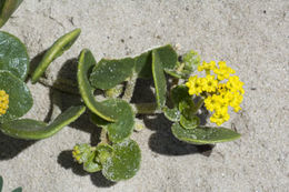 Image of coastal sand verbena