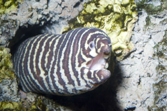 Image of Reticulated moray