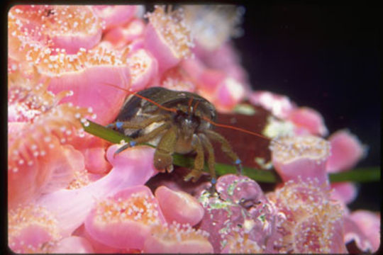 Image of blueband hermit crab