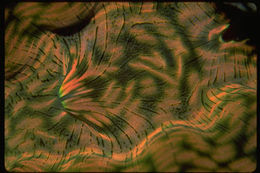 Image of giant clam