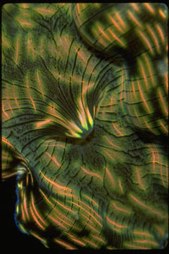 Image of giant clam