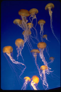 Image of Sea nettle