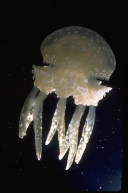 Image of Spotted jelly