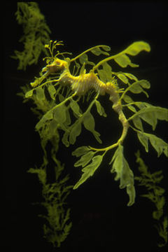 Image of Glauerts Seadragon