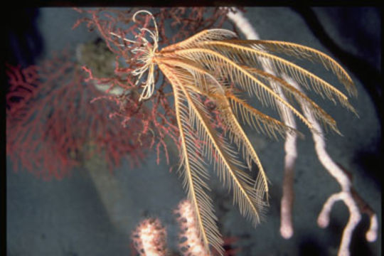 Image of Florometra serratissima (AH Clark 1907)