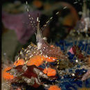 Image of dock shrimp