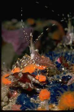 Image of dock shrimp